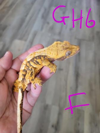 Image 3 of mixed crested geckos available