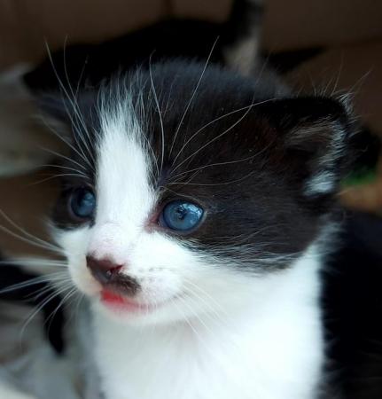 Image 5 of Beautiful Well-handled Kittens: Tabby,Black, White
