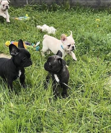 Image 8 of READY TO LEAVE FRENCH BULLDOG PUPPIES