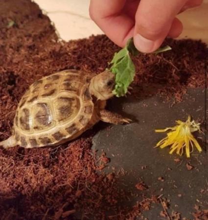 Image 1 of Baby tortoise - with fully set up home and accessories