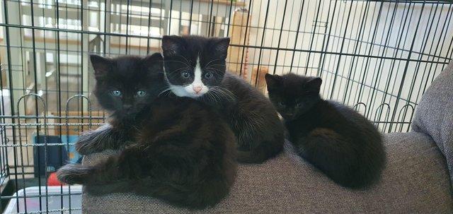 Image 9 of 7 kittens, why don't people want black cats?