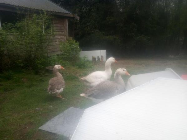 Image 1 of Trio of 3 year old pilgrim geese SOLD