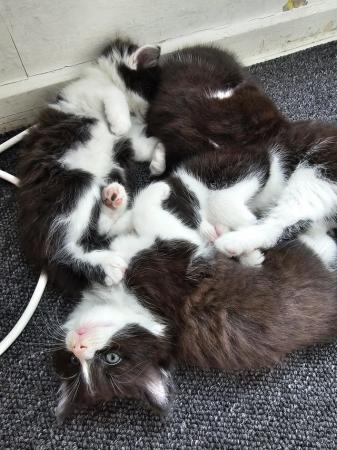 Image 3 of Black and white kittens. 6 weeks old. Ready 4th May