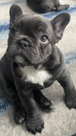 Image 28 of ***ALL SOLD*** - Stunning blue French bulldogs KC registered