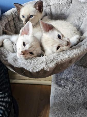 Image 22 of Exceptionally beautiful and silky soft GCCF siamese kittens