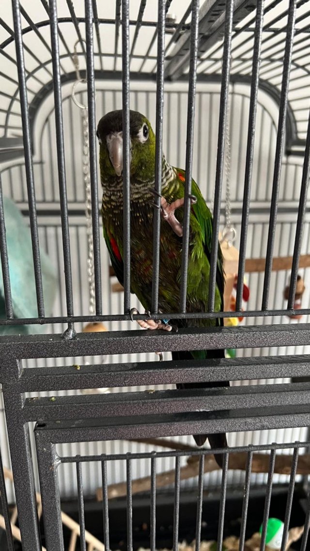 Preview of the first image of 15 month old green cheeked conure.