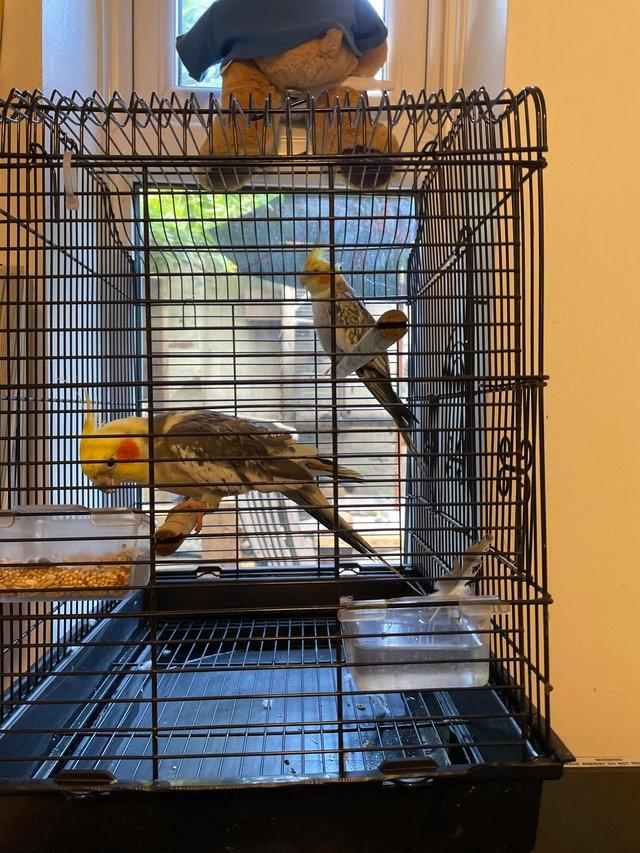 Preview of the first image of Cockatiels/ males £45.each with cage..