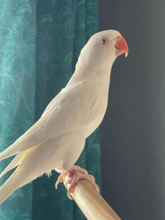 Image 1 of Beautiful white female ringneck parrot for sale