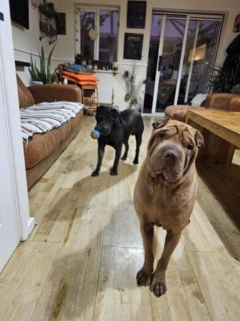 Image 9 of Shar pei boy and girl looking for new home