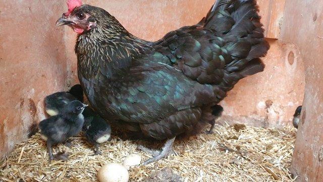 Preview of the first image of Norfolk Gray Rare Breed Chickens - Fertile/hatching eggs.