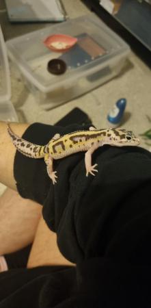 Image 1 of Leopard geckos 2 years old different morphs