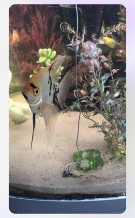Image 2 of Juwel Trigon corner fishtank+ fish