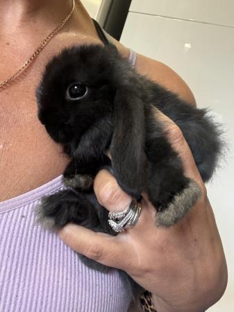 Image 6 of Pure bred mini lop bunny boy