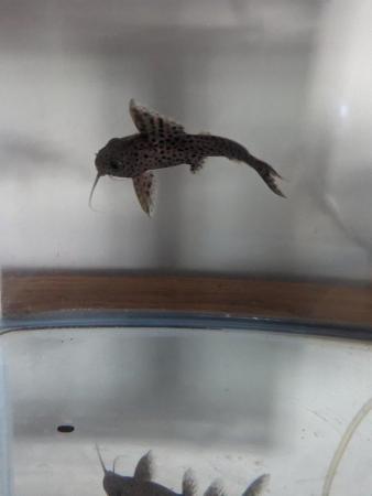 Image 2 of Sonodontis/ multiplecturus catfish