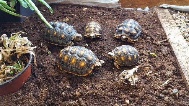 Image 3 of Baby Redfoot Tortoises ALL NOW SOLD!!!