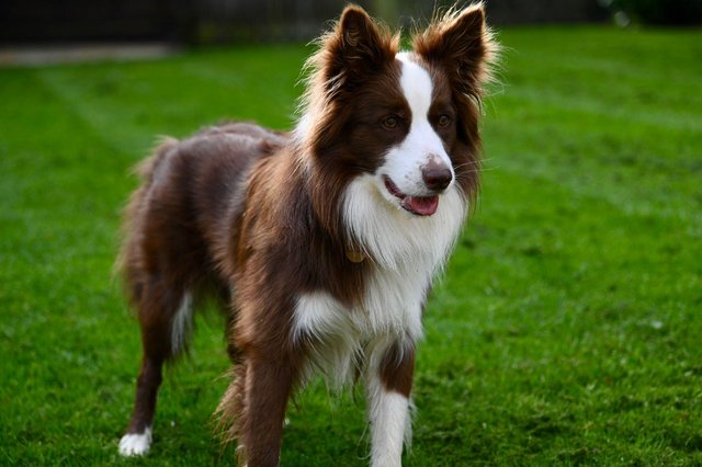 Image 4 of Stunning litter of collies