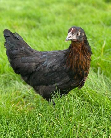 Image 4 of Mixed Breeds POL Hybrid Chickens