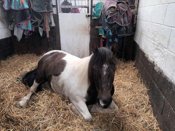Image 2 of 13.2 pony for part loan safe and super sweet