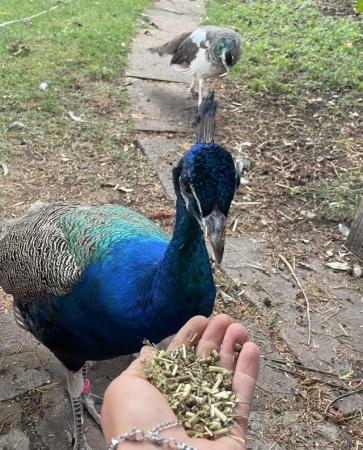 Image 1 of Trio of Indian Blue peafowl