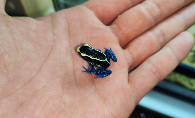 Image 3 of For sale Dendrobates tincturius powder blue froglets