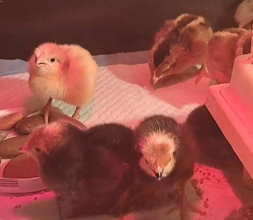 Image 3 of Chicks available from quality purebreed chickens