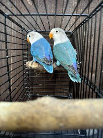 Image 1 of Fischers Lovebirds mutations available