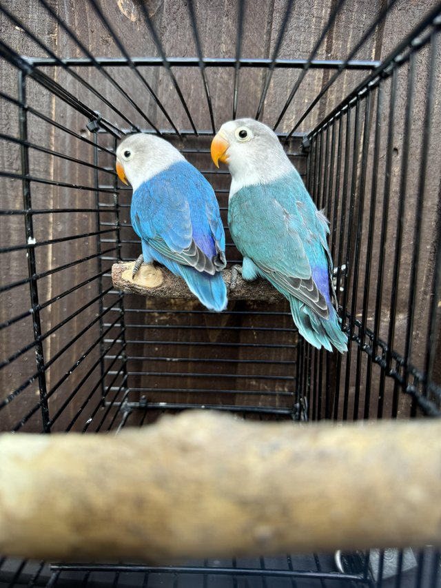 Preview of the first image of Fischers Lovebirds mutations available.