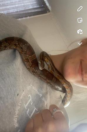 Image 1 of 5 year old male Corn Snake for rehoming