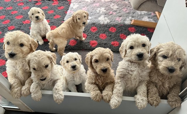 Image 15 of Goldendoodle Puppies for sale