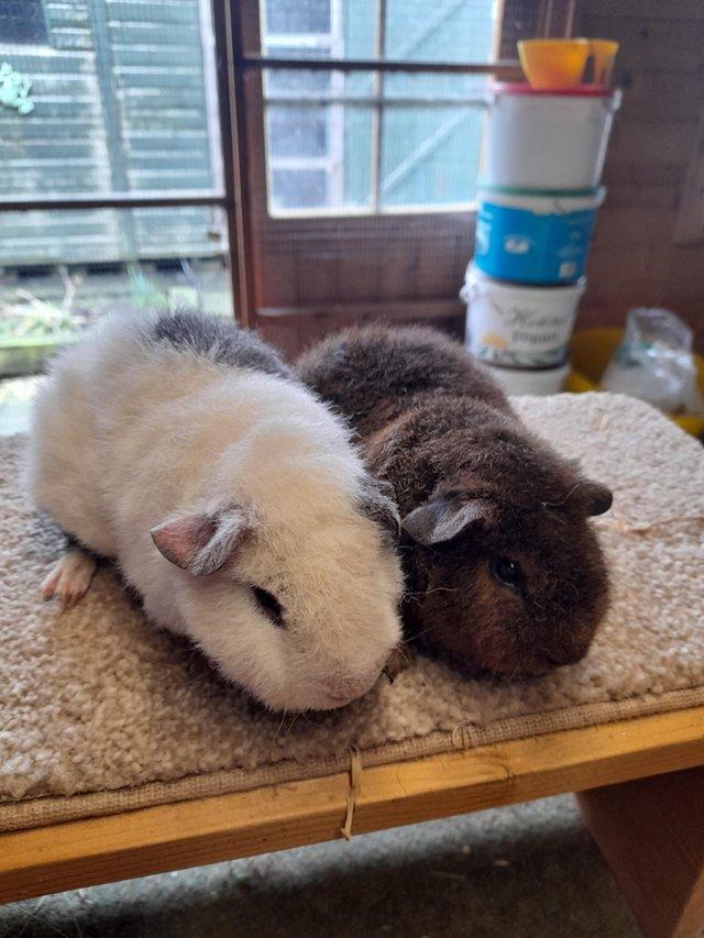 Preview of the first image of Guinea pigs bonded teddy boars available £60 pair.