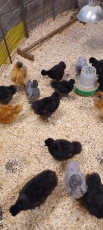 Image 2 of 11 week old silkies - pullets and cocks available