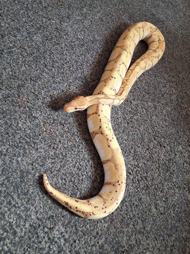 A male banana bull python — photo 2 of 4
