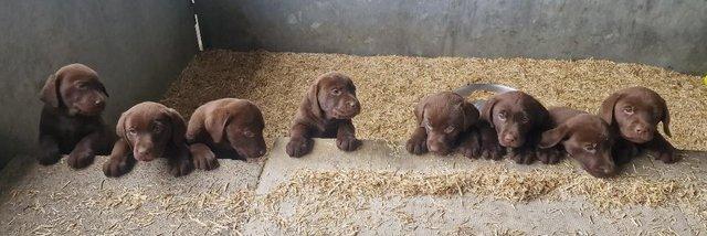 Image 10 of KC Chocolate Labrador puppies Ready October