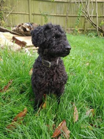 Image 4 of Toy Poodle Stud Dog - 4 year old proven stud