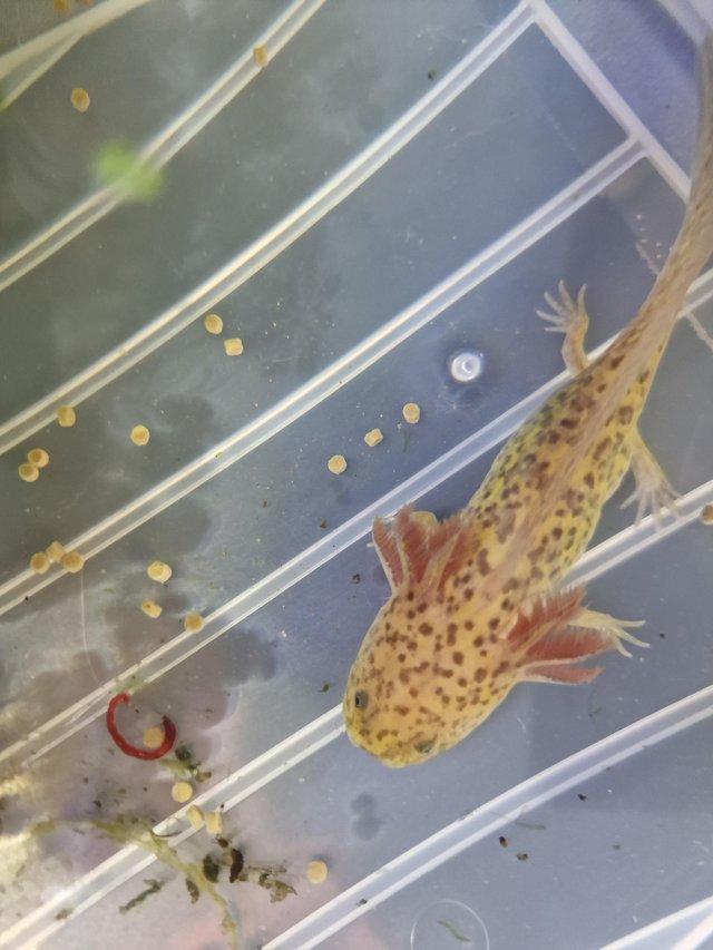 Preview of the first image of Axolotl juveniles 3 wild 1 copper.