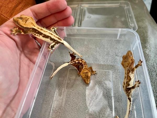 Image 1 of 2 - 3 month old Crested Gecko Juveniles for sale