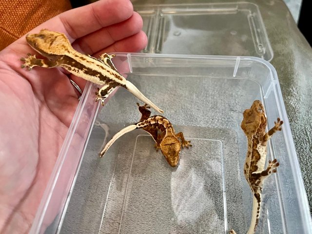 Preview of the first image of 2 - 3 month old Crested Gecko Juveniles for sale.