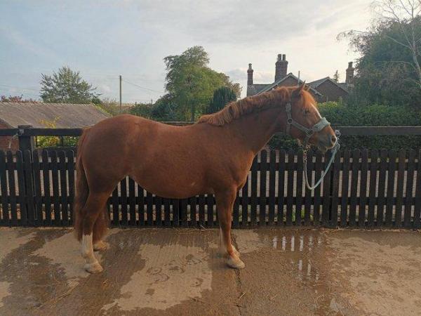 Image 3 of 13'2hh Welsh Section C Pony For Sale