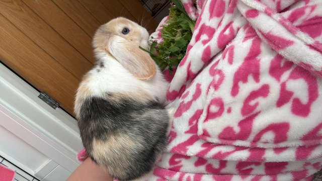 Pure bred male baby harlequin mini lop — photo 4 of 4