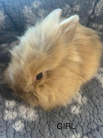 Image 24 of Lovely baby lionheads, males and females