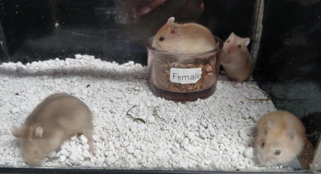 Image 17 of Baby Campbell's Hamsters
