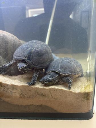 Image 4 of 2 musk turtles that need rehoming