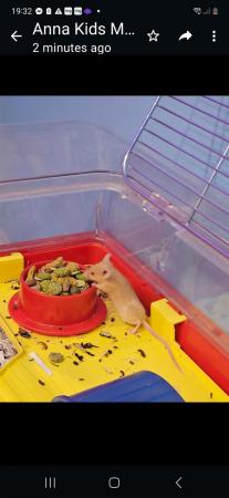 Image 1 of 6 weeks old baby mice for sale