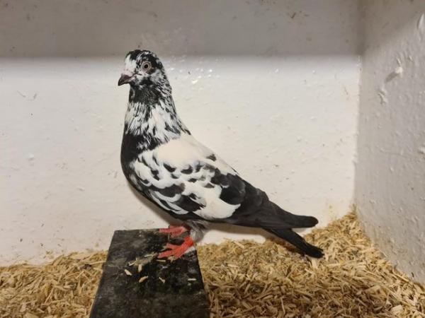 Image 3 of english highflying tippler pigeons