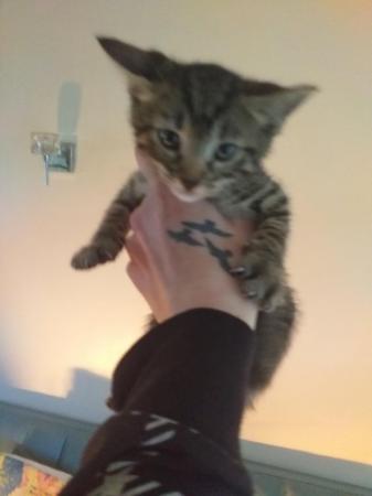 Image 5 of Bengal cross kittens for sale