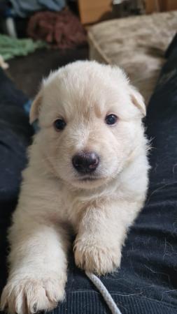 Image 5 of Chunky, adorable German shepherd pups for sale