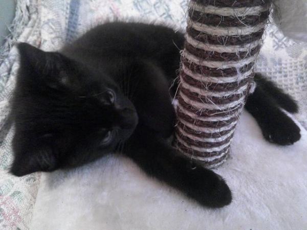 Image 1 of Black with faint tabby markings male kitten