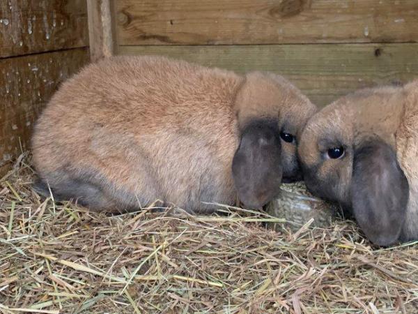 Image 2 of 1 sooty fawn mini lop male. 1 left