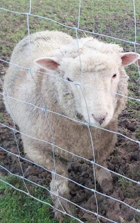 Image 2 of SOUTHDOWN Sheep Cross Ram 1yr old.