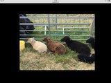 Image 1 of OUESSANT PEDIGREE LAMBS. BLACK & WHITE